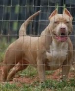 Topdogbullies Beauty Bo