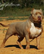 Topdogbullies Magical God Loki