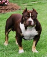 Nitrobullies Rolo