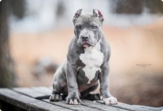 Blue puppy