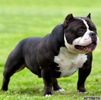 BigMama