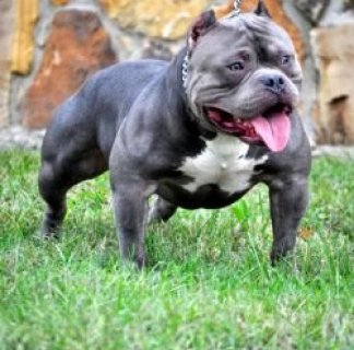 Show Ace