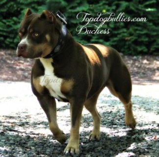 Topdogbullies Dutchess