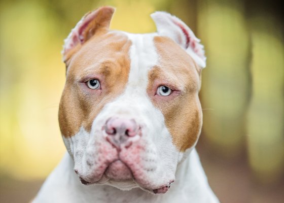 nala-profile-list