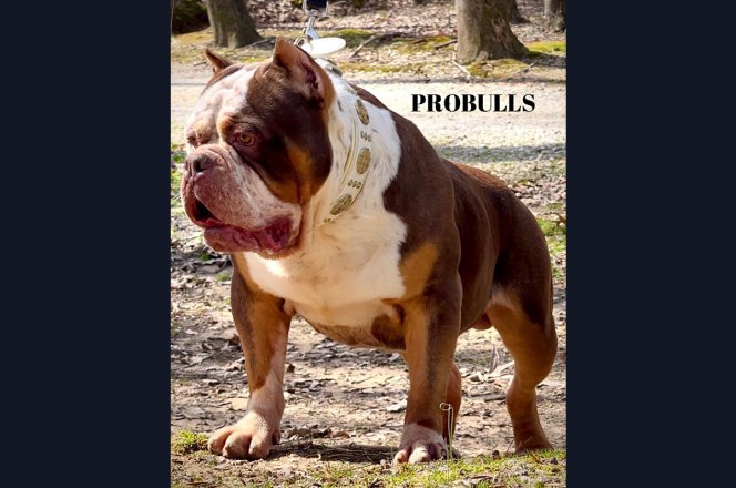 Probull's Big Nagasaki