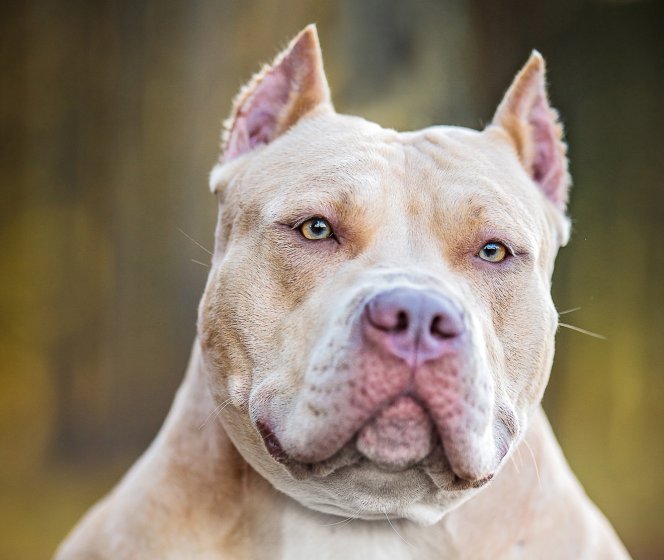 Dual CH. Brave X CH. Lea