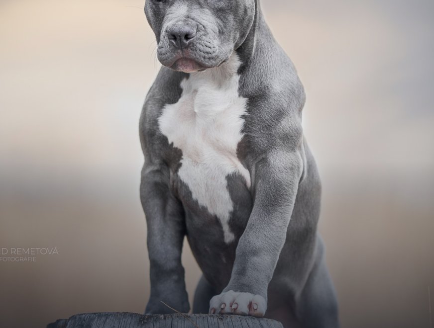 detail-puppy