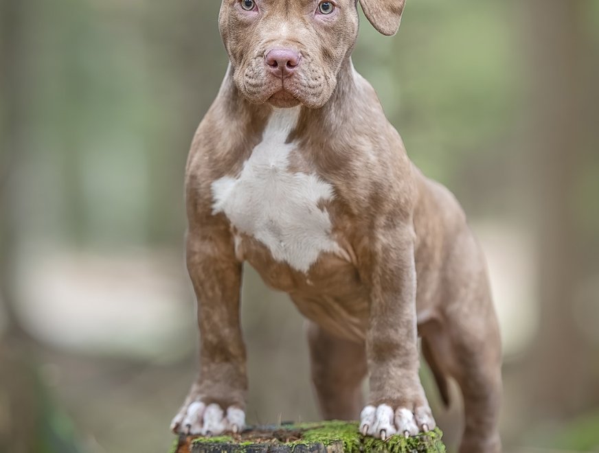 puppy-black-12w-profile