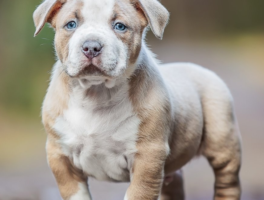 puppy-blue-6w-profile