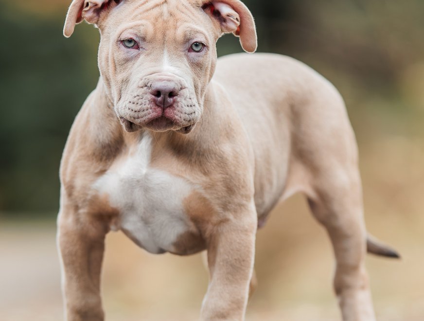 puppy-brown-12w-profile