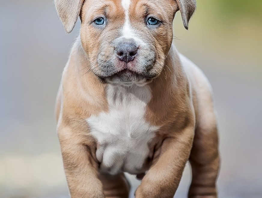 puppy-brown-6w-profile