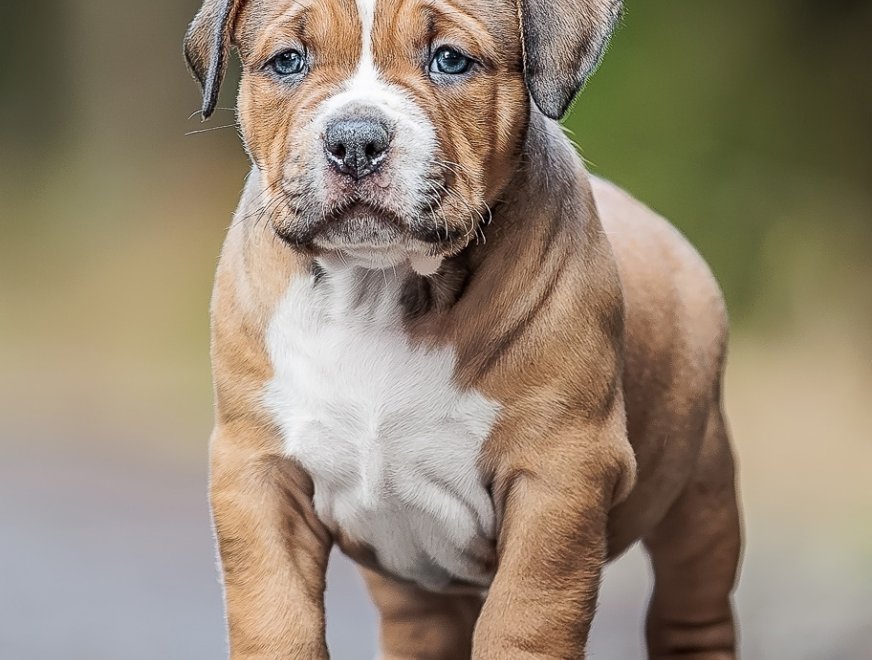 puppy-green-6w-profile