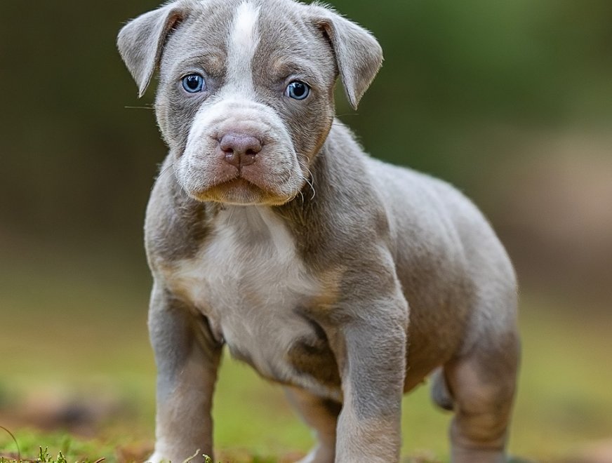 puppy-grey-5w