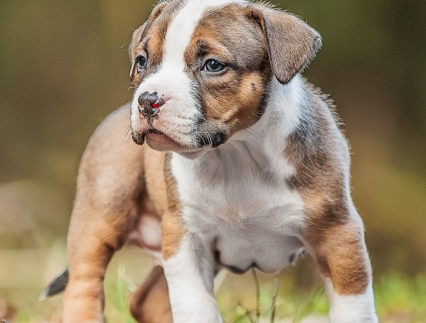 puppy-orange-6w-profile