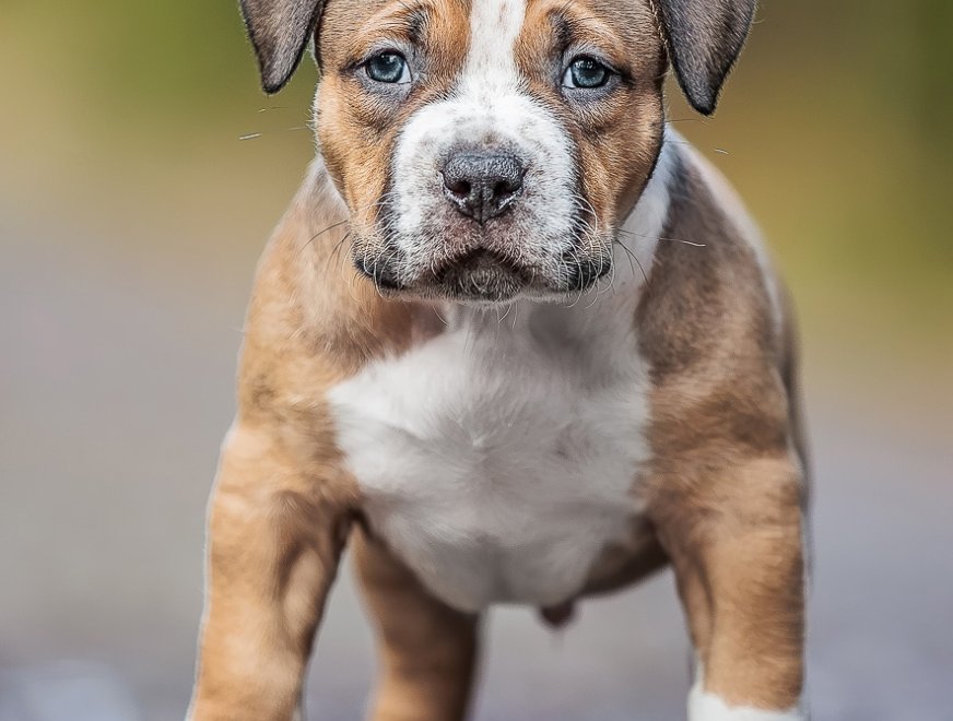 puppy-red-6w-profile