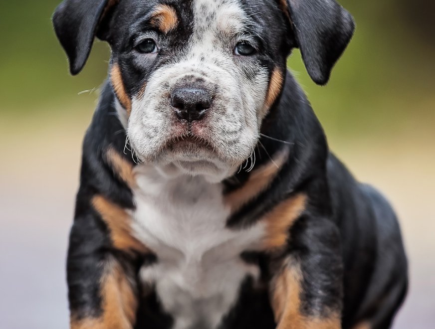 puppy-white-6w-profile